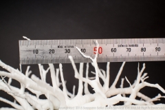 pulmonary_vascularity_bronchus_3dprint_model_09