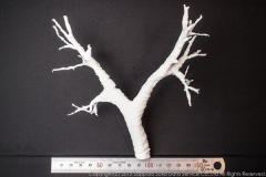 pulmonary_vascularity_bronchus_3dprint_model_11